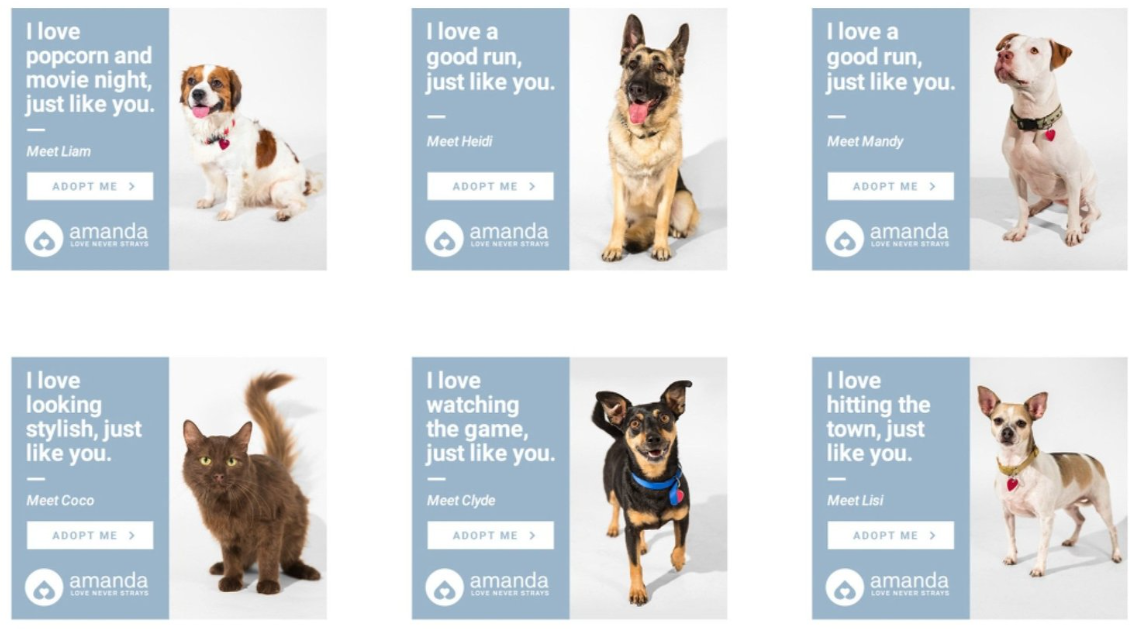 إعلانات مصممة خصيصًا، وحيوانات مختلفة معروضة للأفراد Image from Amanda Foundation، أغسطس 2022 جيكو للتأمين